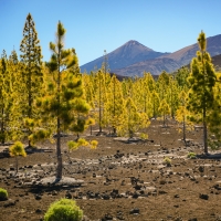 Parque del Teide